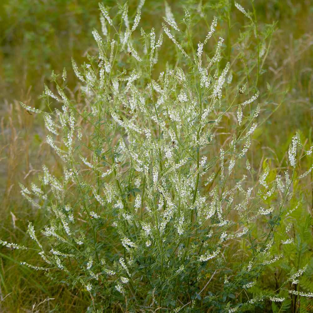 Melilotus Alba Clover