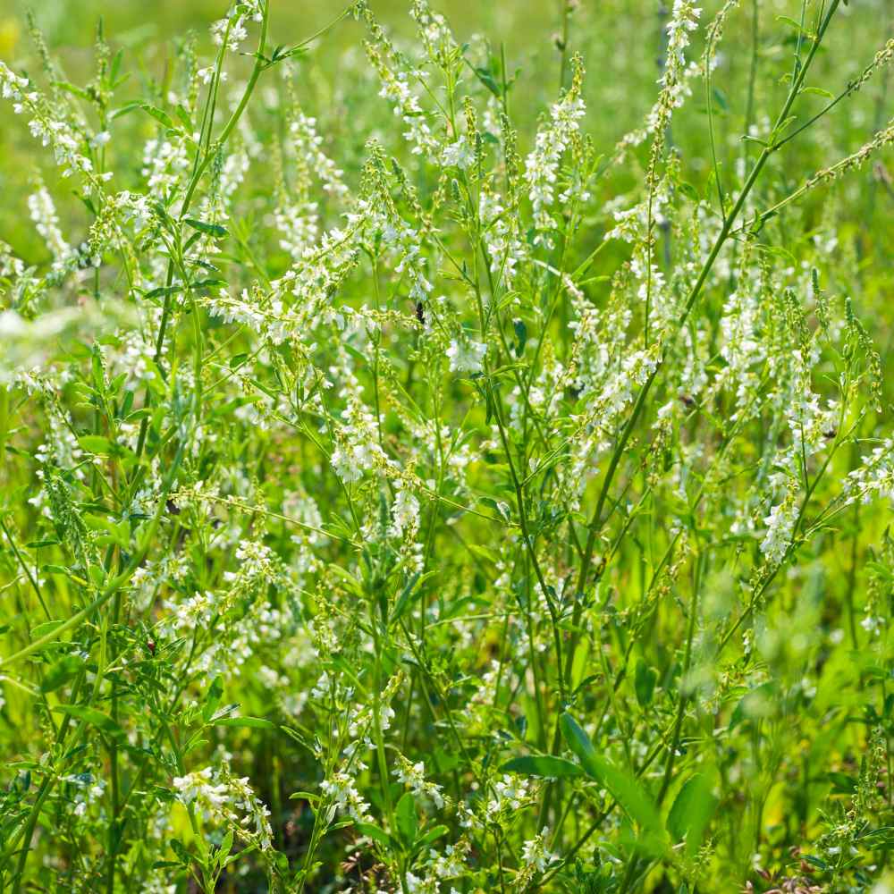 White Sweet Clover Plants