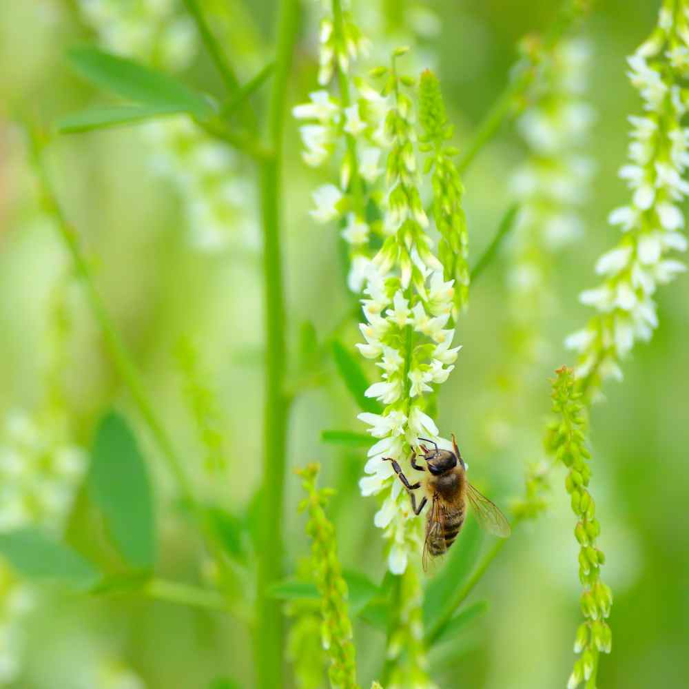 White Sweet Clover