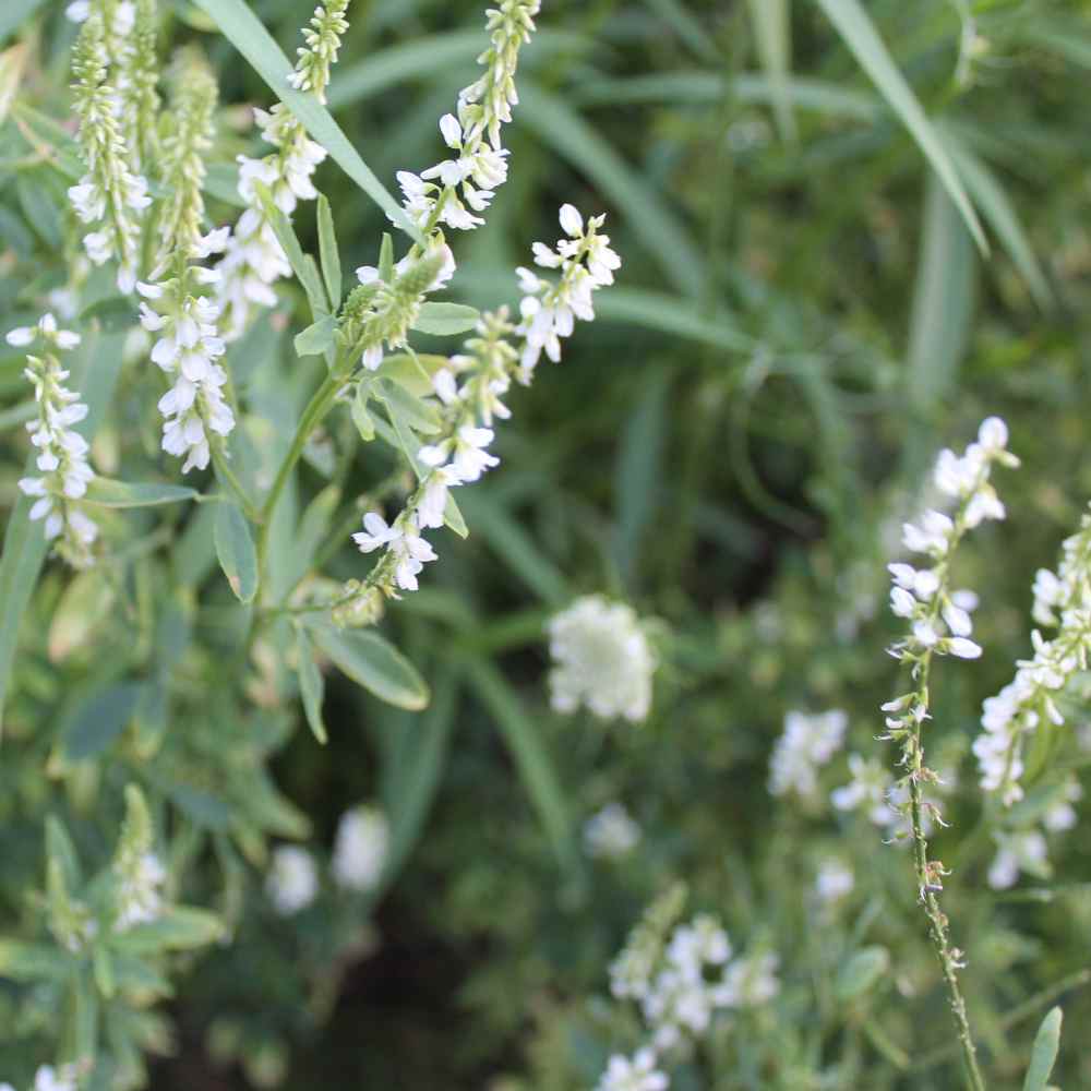 White Sweet Clover Forage