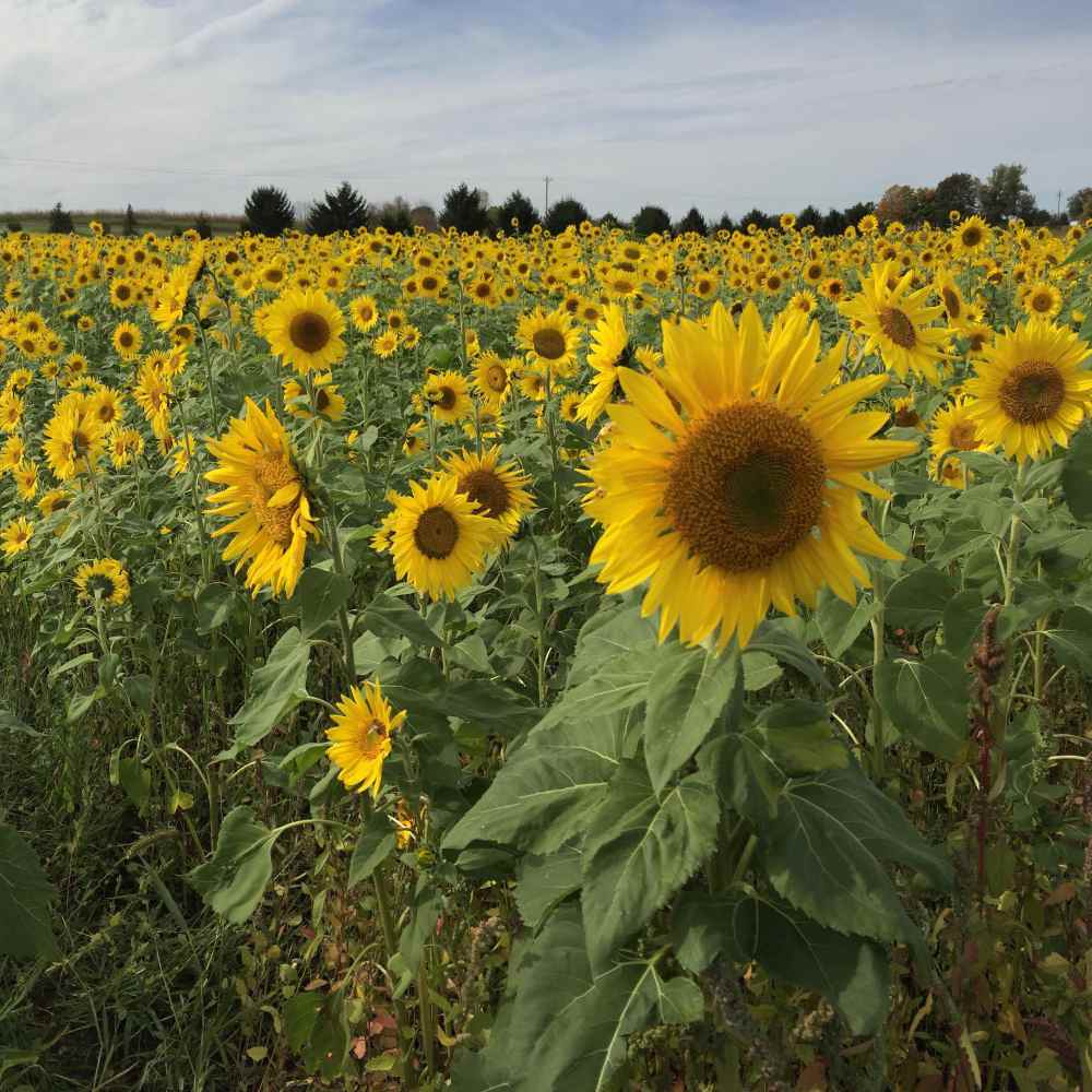 Helianthus Annuus