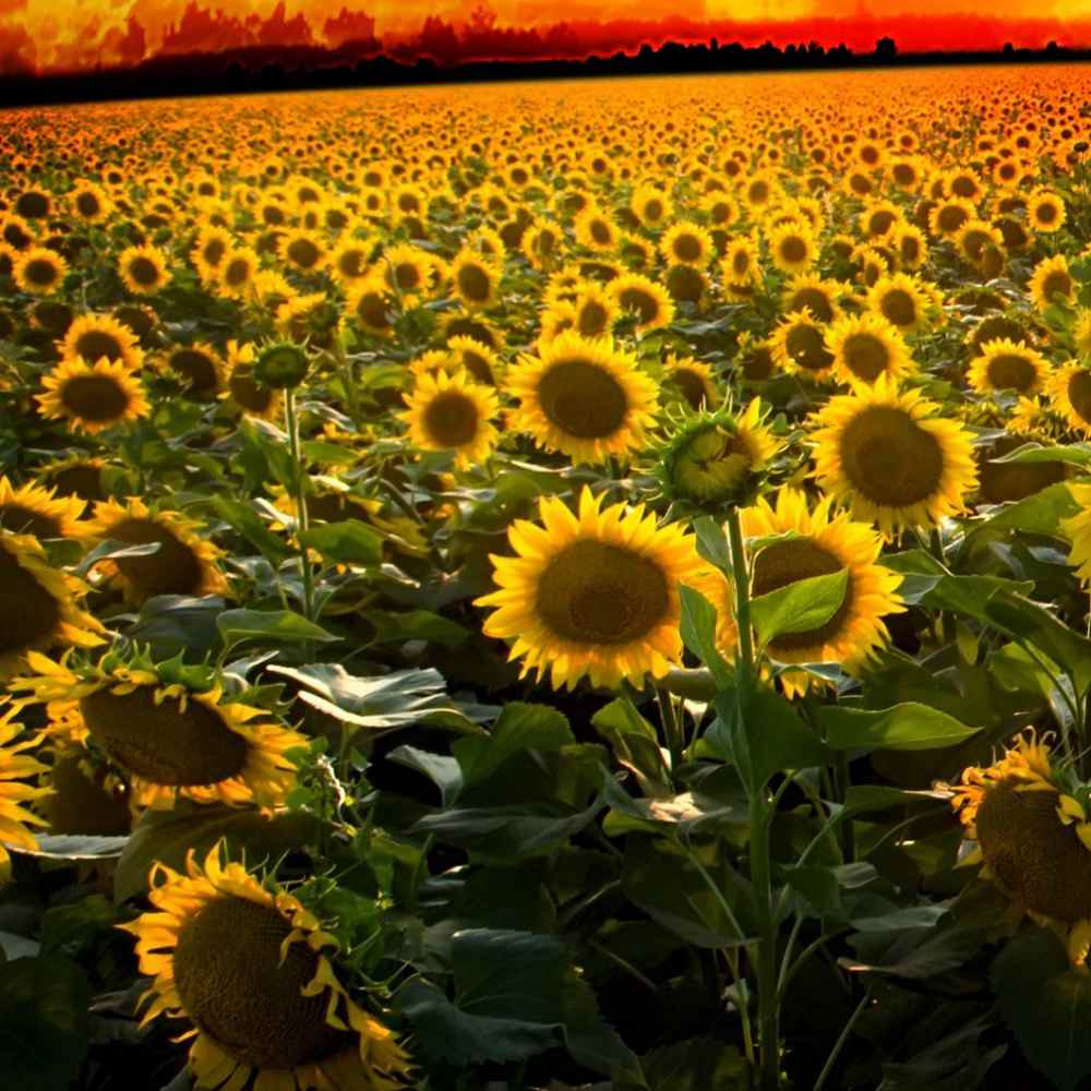 Helianthus Annuus Flowers