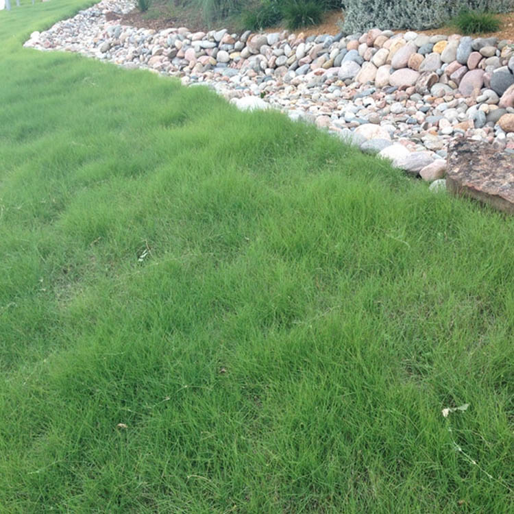 Xeriscape Drought Tolerant Grass
