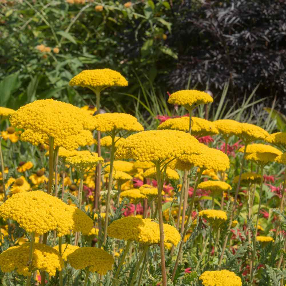 Perennial Yellow Yarrow Parker