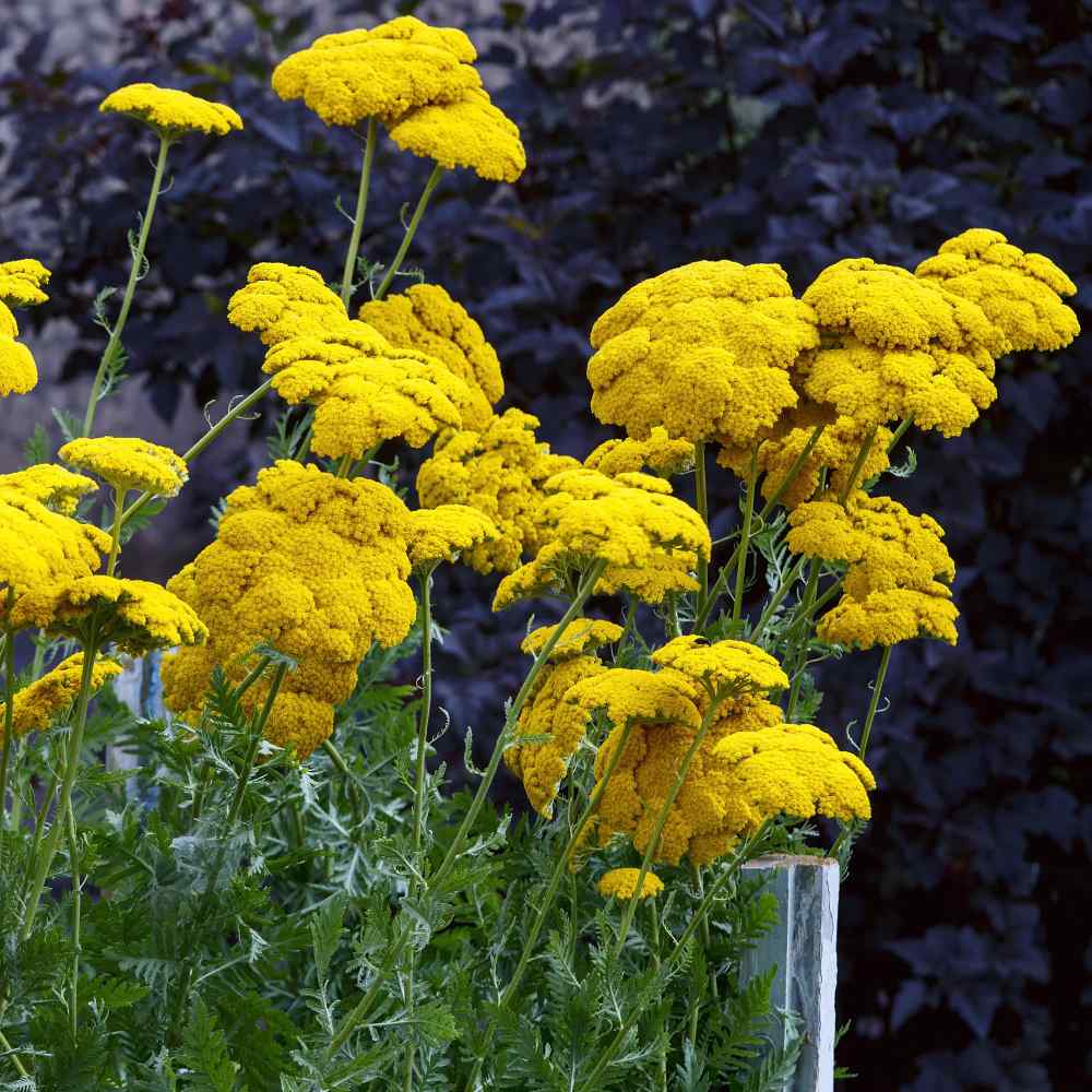 Yellow Fernleaf Yarrow Parker