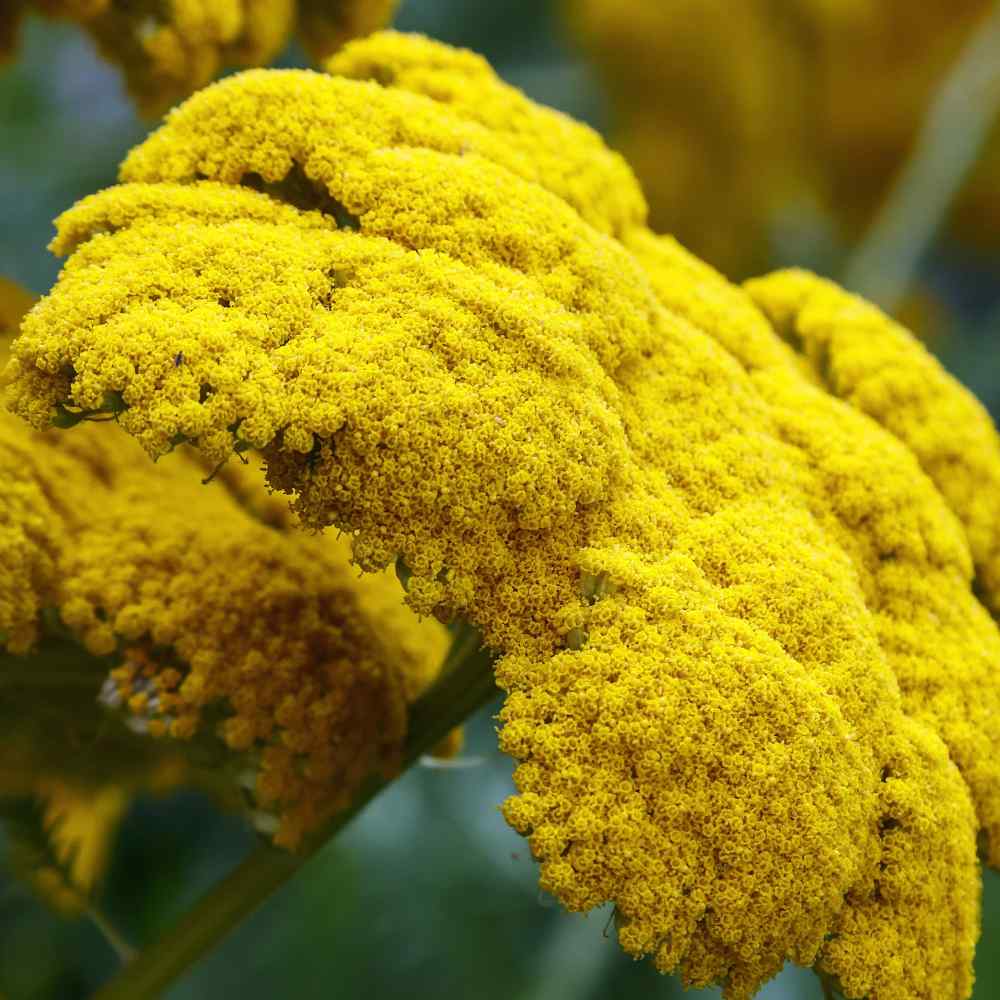 Yarrow Parker Flowers