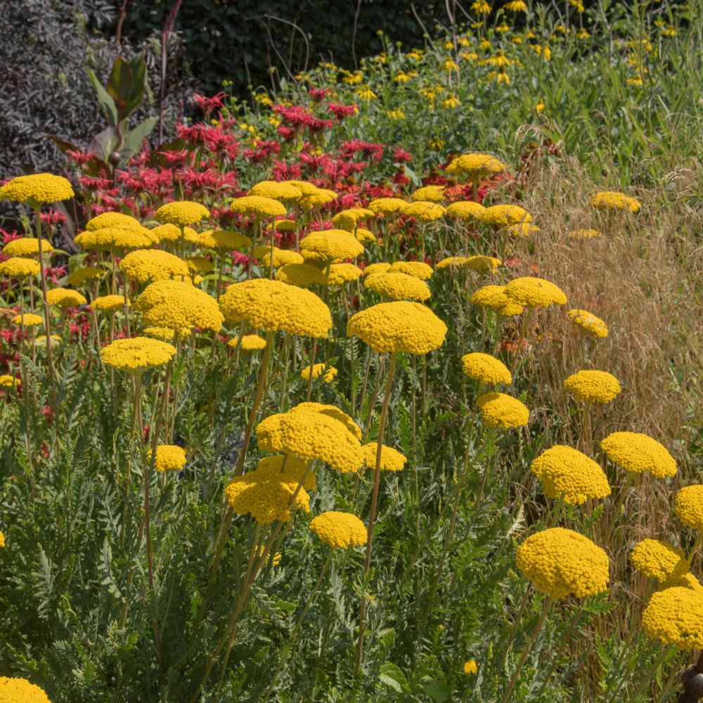 Achillea Filipendulina Parker