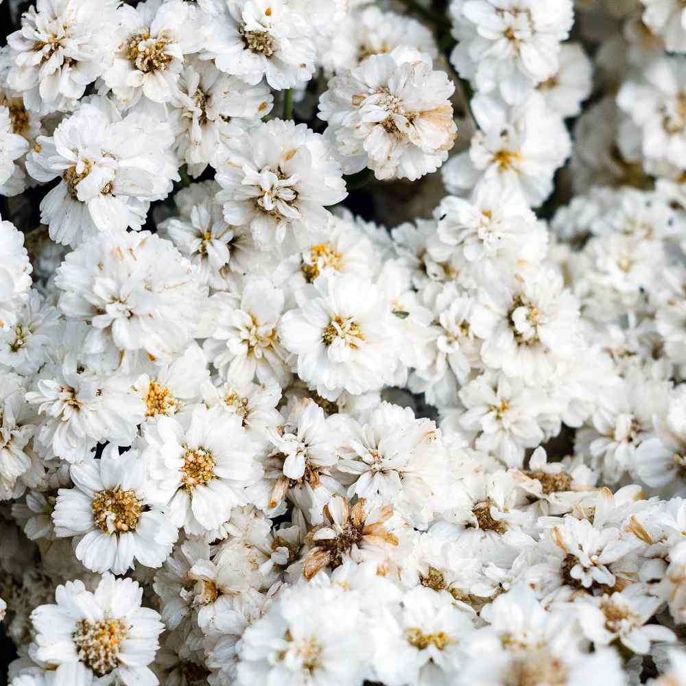 Pearl Yarrow Wildflowers