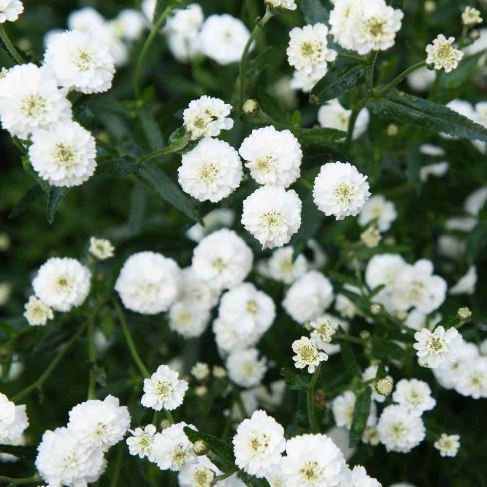 Pearl Yarrow Flowers