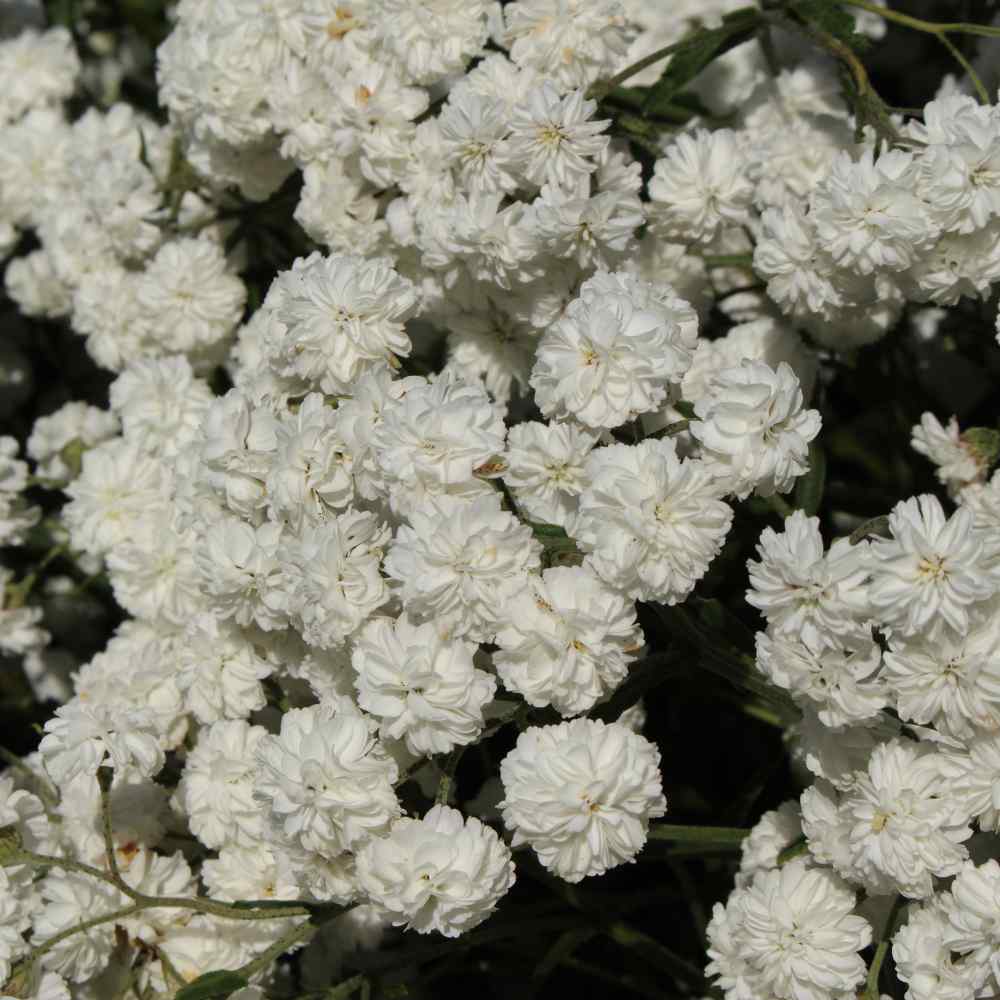 Achillea Ptarmica Pearl