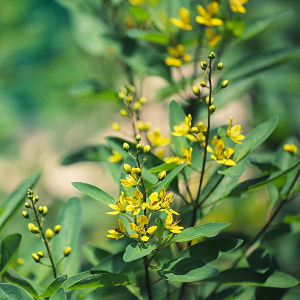 Sweet Clover Pollinator